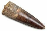 Fossil Spinosaurus Tooth - Real Dinosaur Tooth #381060-1